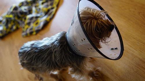 Animal ER Season 2 Episode 7 - Something Fishy