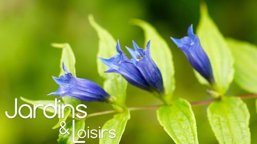 Jardins & Loisirs Season 26 Episode 16 - Episode 16