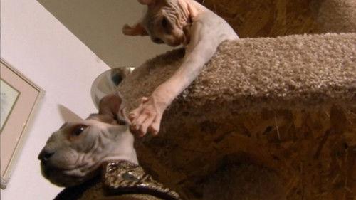 Too Cute Season 1 Episode 5 - Kitten Dolls