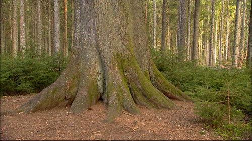 Wild Germany Season 1 Episode 3 - The Black Forest