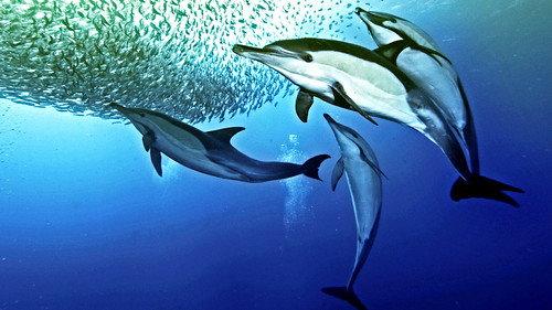 Nature's Great Events Season 1 Episode 4 - The Great Tide