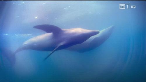 Superquark Season 20 Episode 3 - Episode 3