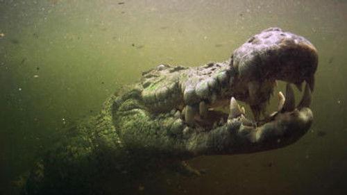 The Great Barrier Reef: A Living Treasure Season 1 Episode 2 - Coral Coast