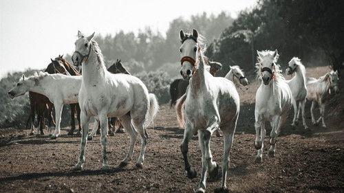 Hamlet Season 1 Episode 1 - Episode 1