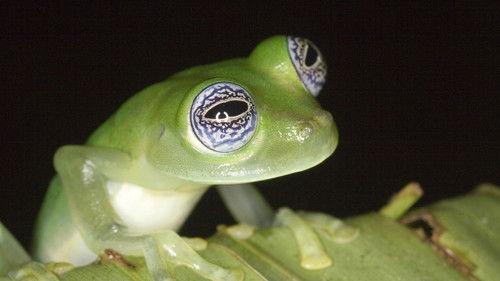 Nature Season 27 Episode 10 - Frogs: The Thin Green Line