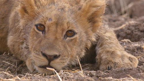 Africa's Hunters Season 2 Episode 2 - Brothers in Arms