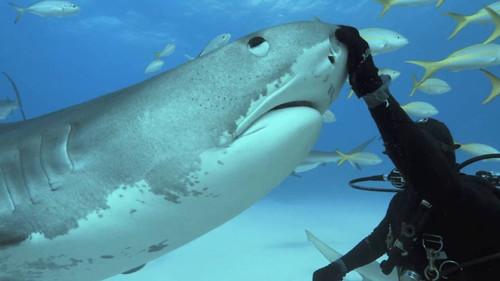 Background image for Misunderstood Predators: Part 2