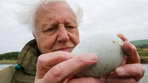 Natural World Season 38 Episode 1 - Attenborough's Wonder of Eggs