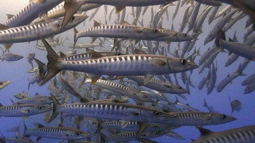Great Blue Wild Season 2 Episode 2 - Palau Sharks Sanctuary