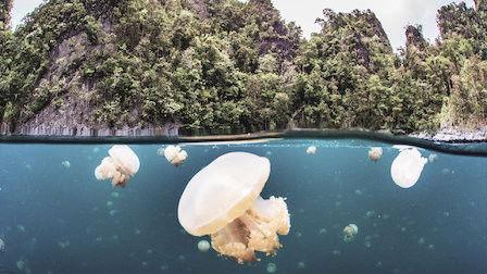 Background image for Paradise in Peril: Part 1