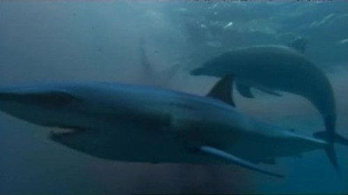 Natural World Season 27 Episode 6 - Saved By Dolphins