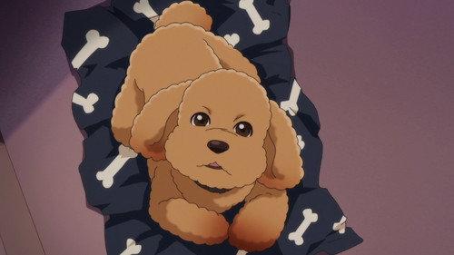 Dog Signal Season 1 Episode 20 - Our Family