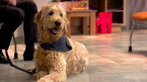 Hôpital vétérinaire Season 5 Episode 7 - Episode 7