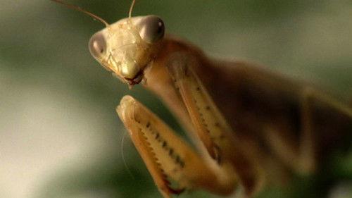 Ancient Aliens Season 7 Episode 7 - Aliens and Insects