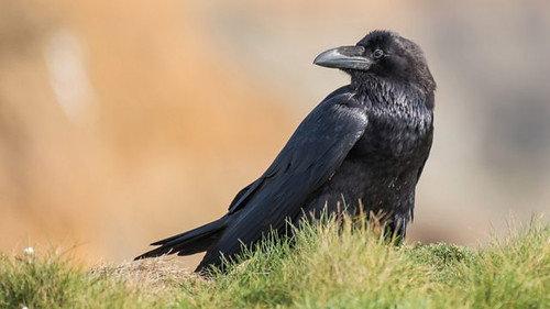 Springwatch Season 16 Episode 3 - Episode 3