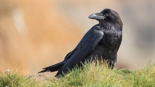 Springwatch Season 16 Episode 3 - Episode 3