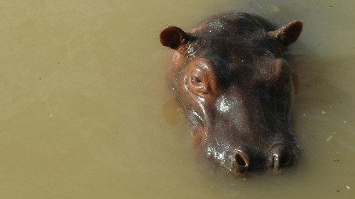 The Invaders Season 1 Episode 1 - Cocaine Hippos