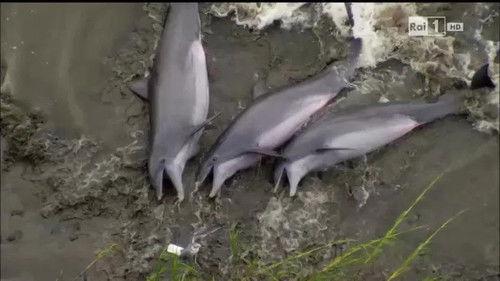 Superquark Season 23 Episode 3 - Episode 3