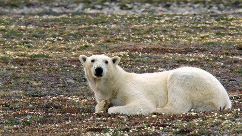 Wild Scandinavia Season 1 Episode 4 - Greenland
