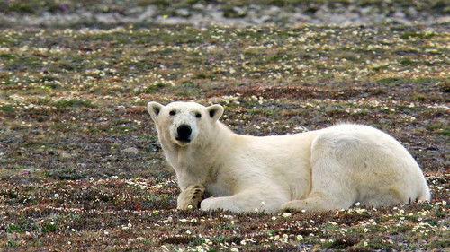 Wild Scandinavia Season 1 Episode 4 - Greenland