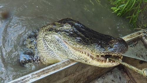 Swamp People Season 15 Episode 15 - Ice Cold Gamble