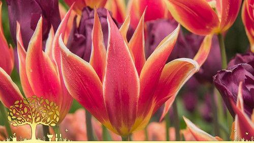 Gardeners' World Season 54 Episode 10 - Episode 10