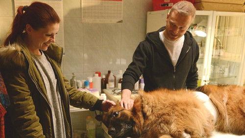 Komisarz Alex Season 9 Episode 13 - Episode 13