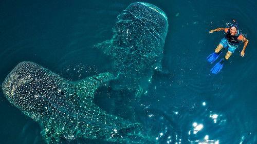 Wilderness with Simon Reeve Season 1 Episode 3 - Coral Triangle