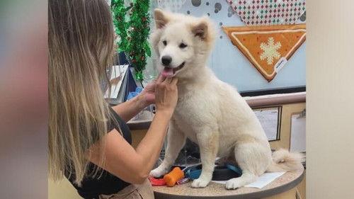 Customer Wars Season 5 Episode 1 - Wild Horse Chase