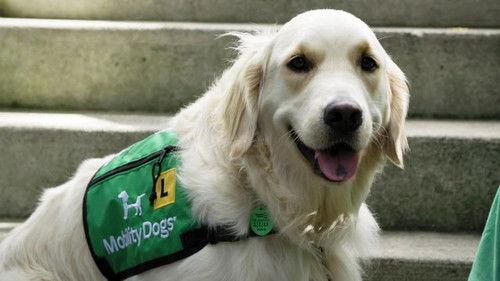 Dog Squad Puppy School Season 1 Episode 9 - Episode 9