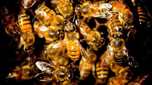 Natural World Season 31 Episode 12 - Queen of the Savannah