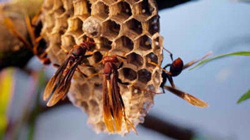 Micro Monsters with David Attenborough Season 1 Episode 6 - Colony