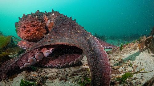 Secrets of the Octopus Season 1 Episode 2 - Masterminds
