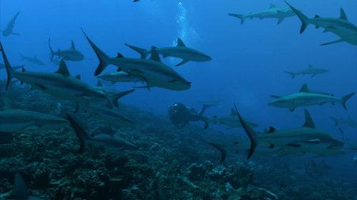 Background image for Shark Island