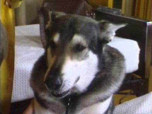 The Littlest Hobo Season 1 Episode 22 - The Pied Piper