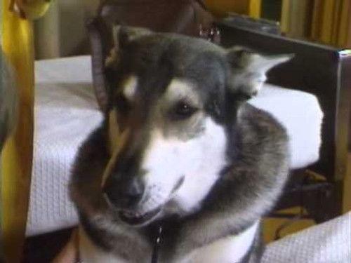 The Littlest Hobo Season 1 Episode 22 - The Pied Piper