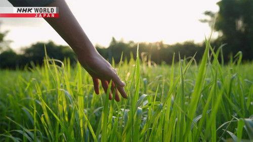 Magical Japanese Season 4 Episode 18 - Grass