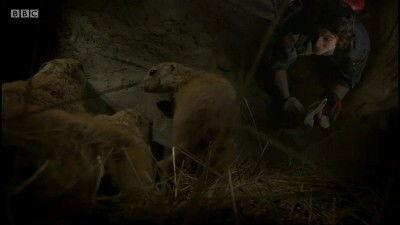 Andy's Wild Adventures Season 2 Episode 16 - Prairie Dogs