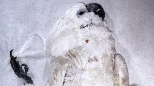 Autopsy Season 1 Episode 11 - Sex, Lies and Murder