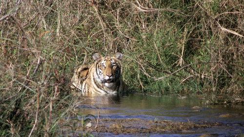 Age of Big Cats Season 1 Episode 2 - World Domination