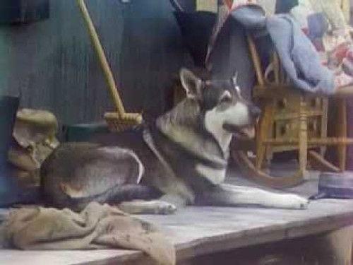 The Littlest Hobo Season 1 Episode 8 - Heritage