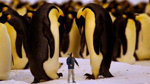 Andy's Wild Adventures Season 1 Episode 1 - Emperor Penguins