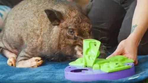 The Wizard of Paws Season 5 Episode 5 - This Little Piggy Wants Wheels
