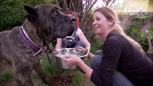 Pit Bulls and Parolees Season 3 Episode 8 - Pushing the Limits