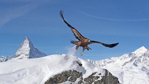 Nature Season 39 Episode 8 - The Alps: Winter's Fortress