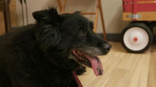 Heartland Docs, DVM Season 1 Episode 5 - Paws and Claws