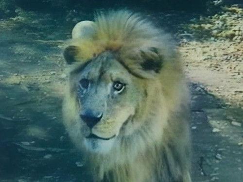 Bring 'Em Back Alive Season 1 Episode 8 - Wilmer Bass and the Serengeti Kid