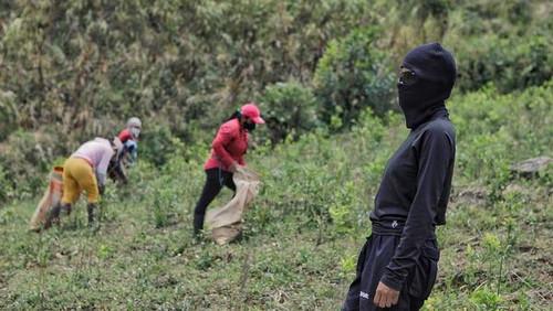 Background image for Cocaine Queens