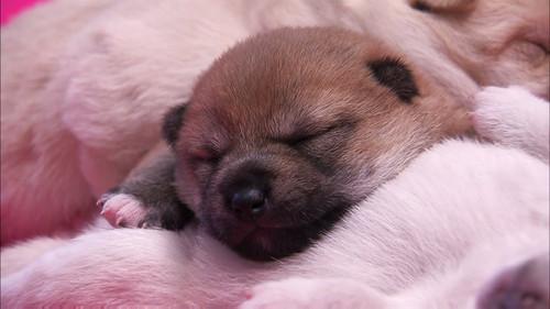 Too Cute Season 4 Episode 1 - Mighty Mountain Puppies
