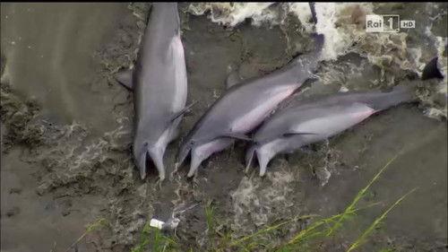 Superquark Season 22 Episode 3 - Episode 3